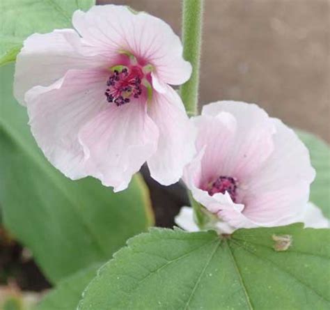 Marshmallow (Althaea officinalis) seeds, organic | Strictly Medicinal Seeds