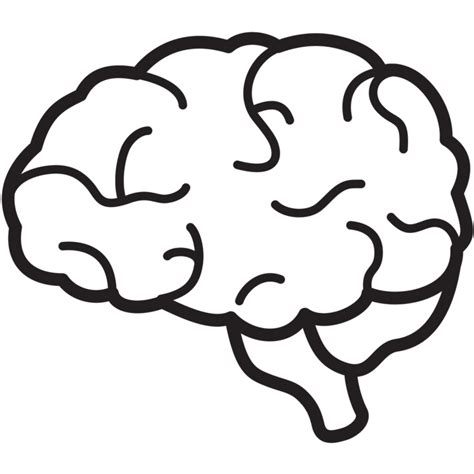 Human brain Anatomy Clip art - others png download - 800*800 - Free Transparent png Download ...