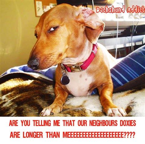 Pin on Dachshund Dog Memes