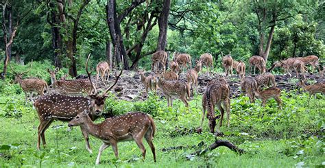 Bardia National Park | Mid-Far Western Terai Nepal