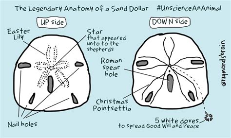 Sand Dollar Anatomy