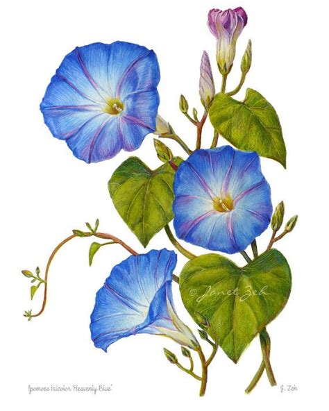 Morning Glory Print Blue Flowers Botanical Floral Art by Janet Zeh Home Decor - Etsy | Botanical ...