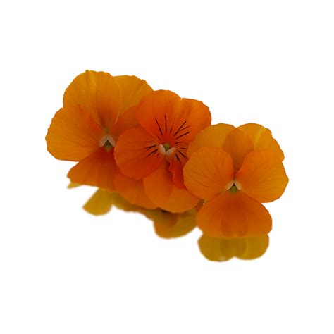 Halloween Viola Edible Flowers | Nurtured in Norfolk