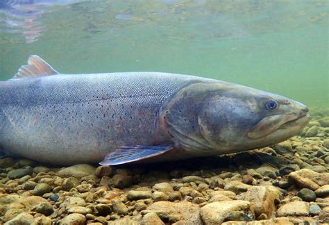 Behind the Fish: Taimen Conservation with Scientist Matt Sloat - Flylords Mag