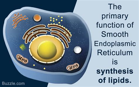 All About the Smooth Endoplasmic Reticulum and its Function - Biology Wise