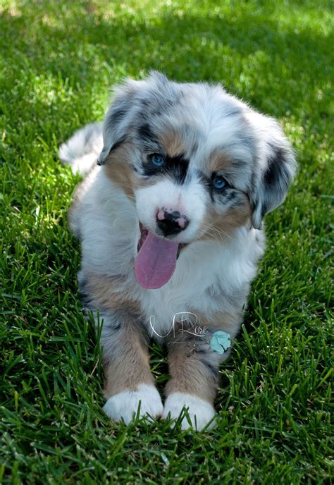 Toy Miniature Australian Shepherds