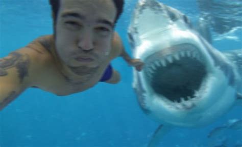 Tiger Shark Attacks Paddleboarder In Hawaii | Shark pictures, Shark attack, Shark