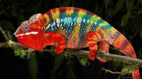 Facts about chameleons