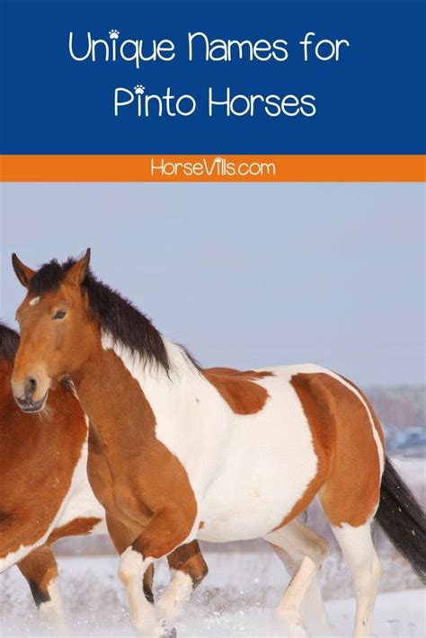 490 Unique Pinto Horse Names for Your Equine Friend | Pinto horse ...