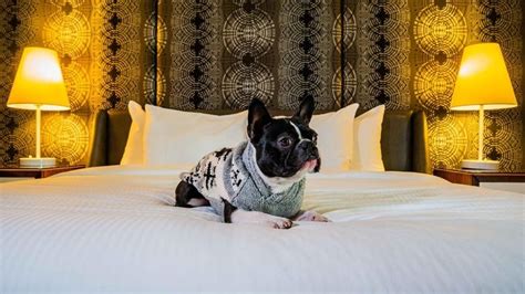 Creature comforts: 11 hotels across Canada that treat pets like VIPs ...