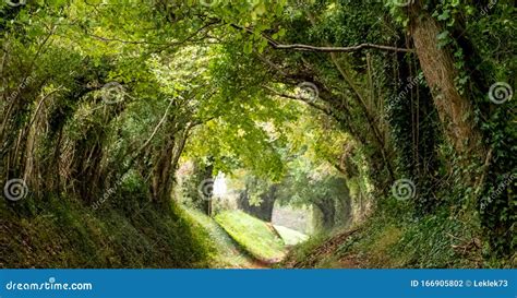 Halnaker Tree Tunnel in West Sussex UK Photographed in Autumn with ...