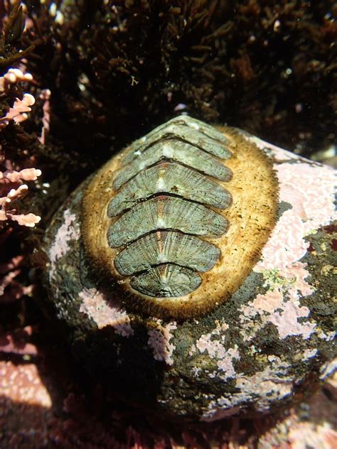 Yaquina Head tide pools, woody chiton | Underwater photograp… | Flickr