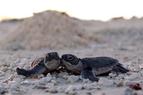 Cute Baby Sea Turtles In The Water