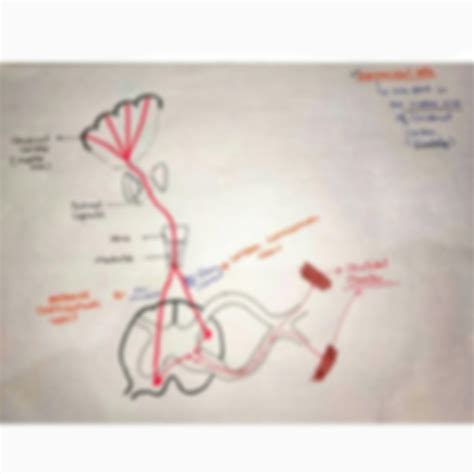 SOLUTION: Tracts of spinal cord simple note with hand drawn diagrams, points for easy ...