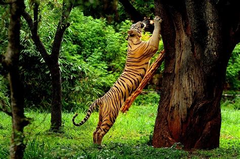 Top 10 Wildlife Sanctuaries and National Parks in Uttarakhand - Tusk ...