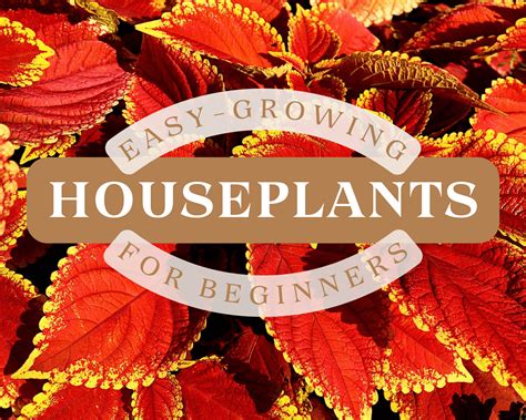 The Best Houseplants for Beginners | Gardenologist