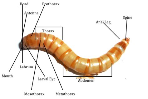 Labeled Mealworm Anatomy - Jack Frost