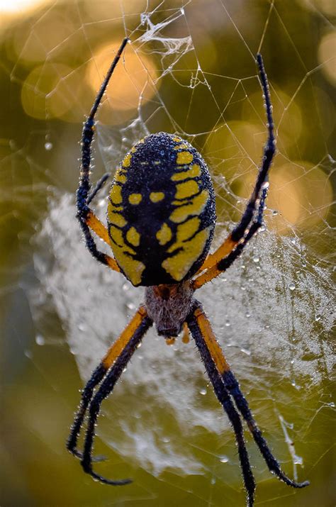 Corn Spider Photograph by Brian Stevens