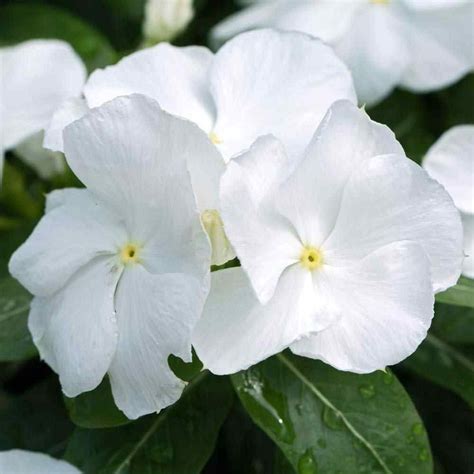 Periwinkle Seeds - Vinca Rosea White Ground Cover Seed