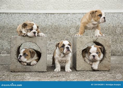 English Bulldog Puppies Backyard Playing Young Dogs Stock Image - Image of happy, grass: 134104289