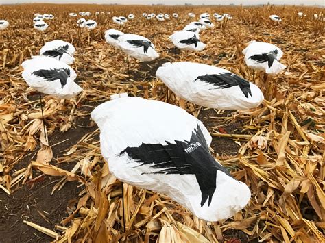 The BEST and CHEAPEST Windsock Snow Goose Decoy | + Free Shipping – Bulk Decoy Club