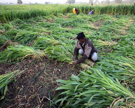 Govt claims farmers received Rs 514 for Rs 100 paid in PMFBY crop insurance