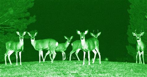 Night Vision Goggle-equipped Mule Deer Suburban Raiding Team - a photo ...