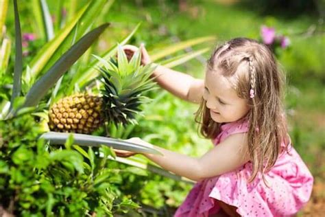 Dole Pineapple Plantation Tour | Oahu Circle Island | IMI Tours