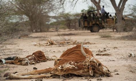 Climate Signals | Drought-Hit Somalia at 'Tipping Point': UN