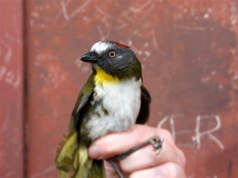 Two poisonous birds discovered deep in jungles of Papua New Guinea