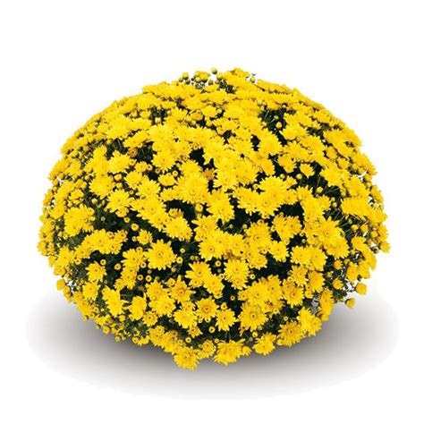 Belgian Mums® Conaco Yellow - Johnson Nursery Corporation