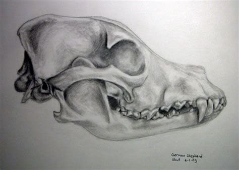 Canine skull drawing | Skull drawing sketches, Skull drawing, Skulls ...