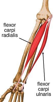 Flexor Carpi Radialis | Human anatomy and physiology, Muscle anatomy, Wrist anatomy