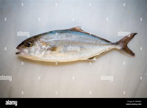 Greater amberjack fish Stock Photo - Alamy