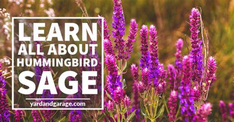 All About Hummingbird Sage (Salvia spathacea) – Yard and Garage