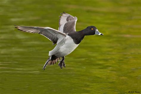 Ring-necked Ducks Page