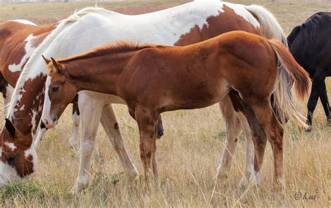 My Seattle Money – Grandson of Seattle Slew - Aus Ranch Performance Horses