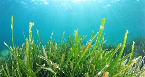 Super Garden! The Many Benefits Of Seaweed As A Garden Fertilizer - TheWorldOfSurvival.Com