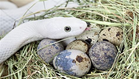 How to Identify Snake Eggs | Sciencing