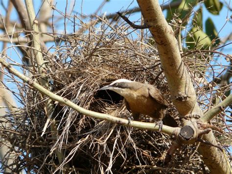 Grey-crowned Babblers nesting - Mt.Bundey NT | BIRDS in BACKYARDS