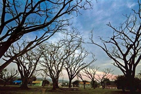 Bandipur National Park, Karnataka | Tigers, tuskers and a brigand