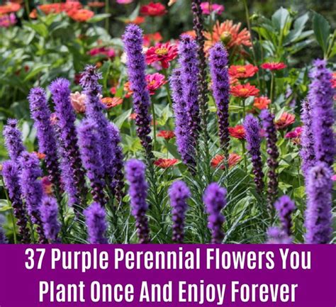 37 Purple Perennial Flowers You Plant Once And Enjoy Forever • TasteAndCraze
