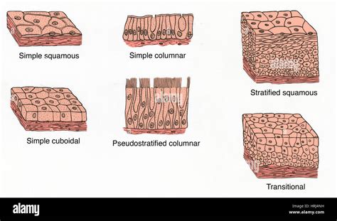 Illustration of Epithelium Types Stock Photo - Alamy