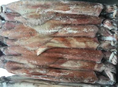 Squid / Decapodiformes For Sale - Paradise Sea Food