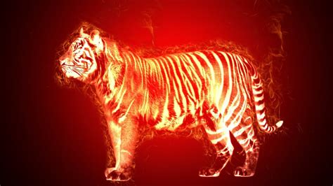 Fire Tiger Wallpapers - 4k, HD Fire Tiger Backgrounds on WallpaperBat