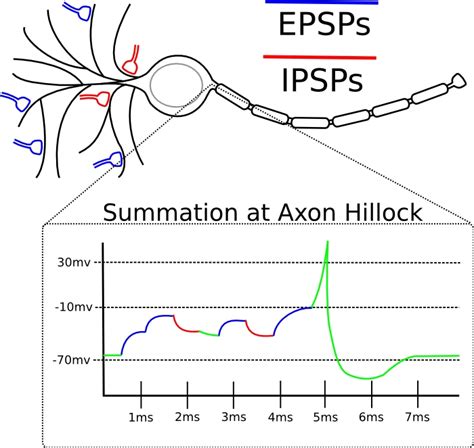 Postsynaptic Potential