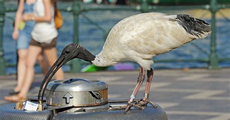 Birds In Australia Ranked From Most Awful To Truly The Most Awful By Me ...