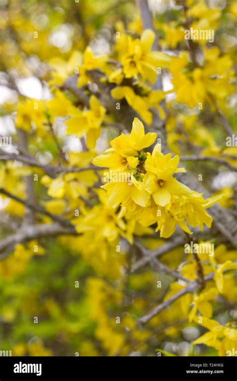 Forsythia flowers in Spring Stock Photo - Alamy