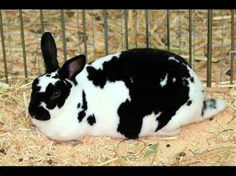 Checkered Giant rabbit - Alchetron, The Free Social Encyclopedia