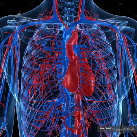 Cardiovascular system showing veins and arteries — blood, artwork - Stock Photo | #160165516